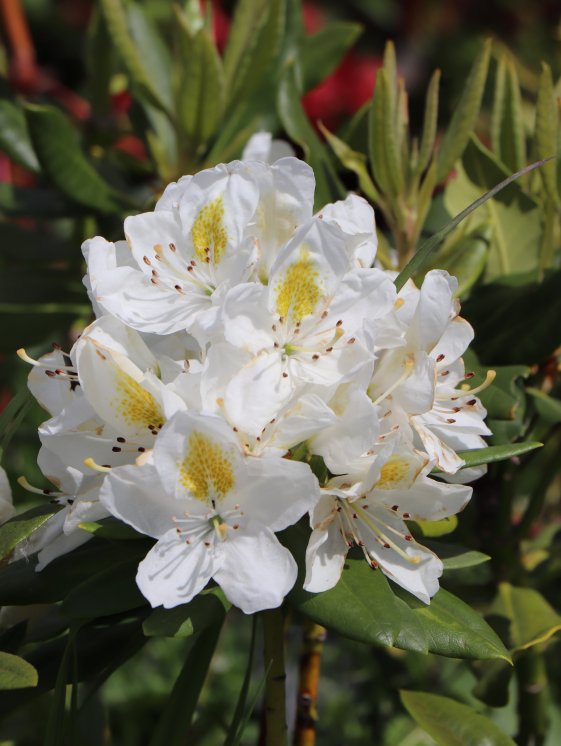 detail Rododendron 'Madame Masson'