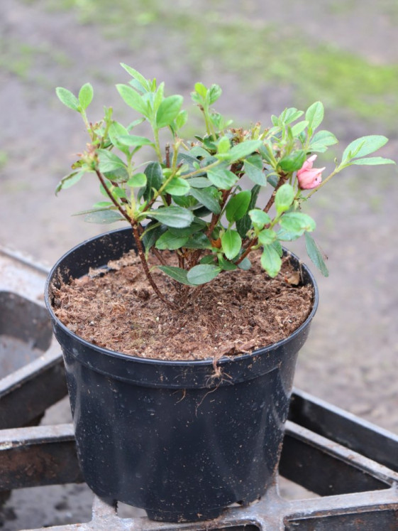 detail Azalka japonská 'Rokoko'