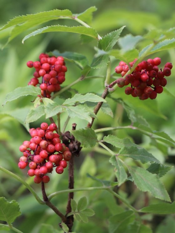 detail Bez červený