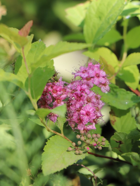 detail Tavolník 'Orange Princess'