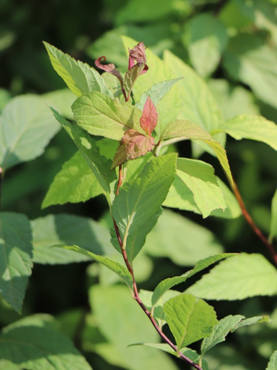 detail Tavolník Bumaldův 'Goldflame'