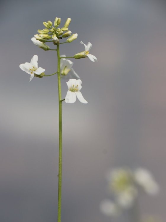 detail Huseník výběžkatý 'Old Gold'