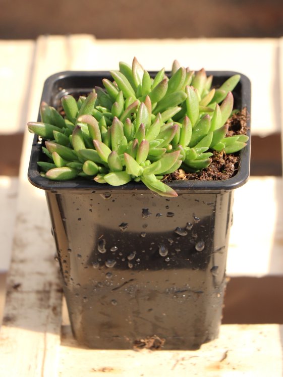 detail Kosmatec var.oranžová