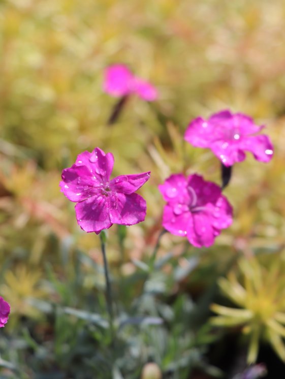 detail Karafiát 'Babí lom'