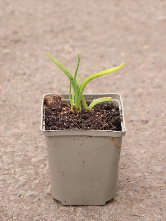 detail Denivka ´Longfield Angel´