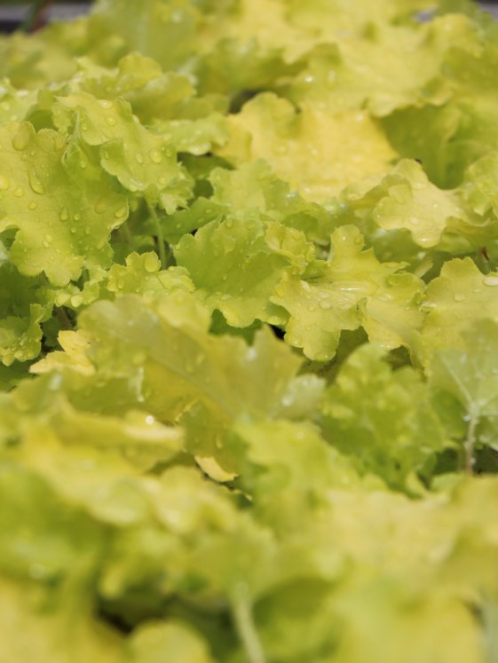 detail Dlužicha 'Lime Marmalade'