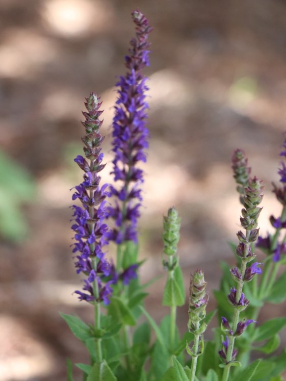 detail Šalvěj hajní 'Ostfriesland'