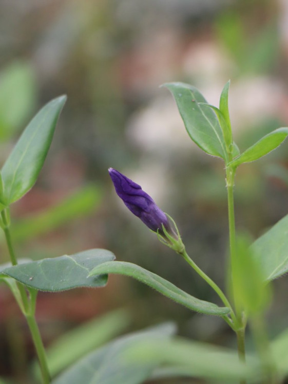 detail Barvínek větší