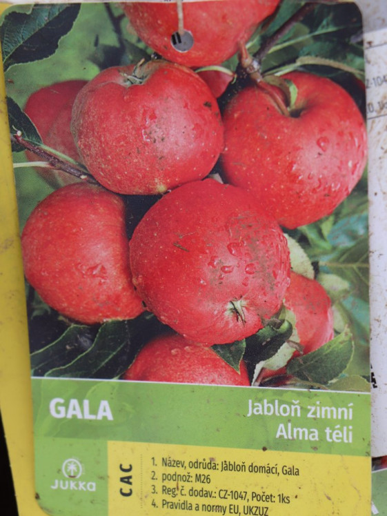 detail Jabloň 'Gala' - zimní, kontejner