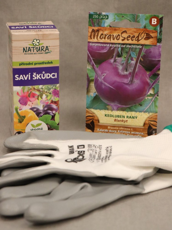 detail Kedluben raný modrý BLANKYT