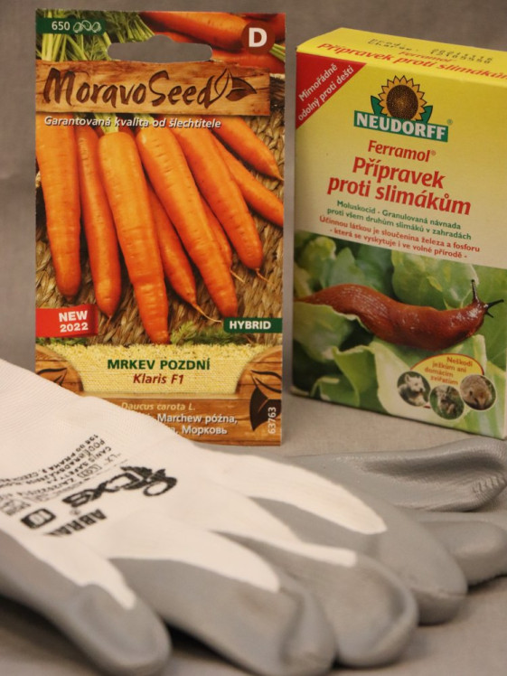 detail Mrkev pozdní KLARIS F1