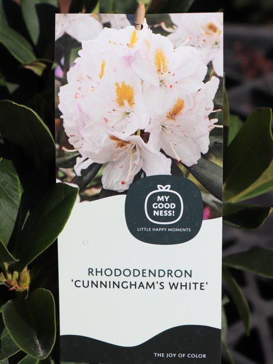 detail Rododendron 'Cunningham's white'