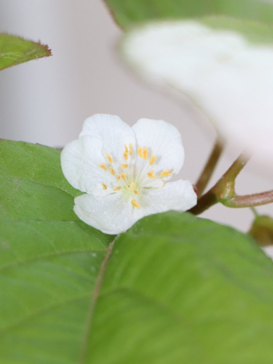 detail Aktinidie kolomikta