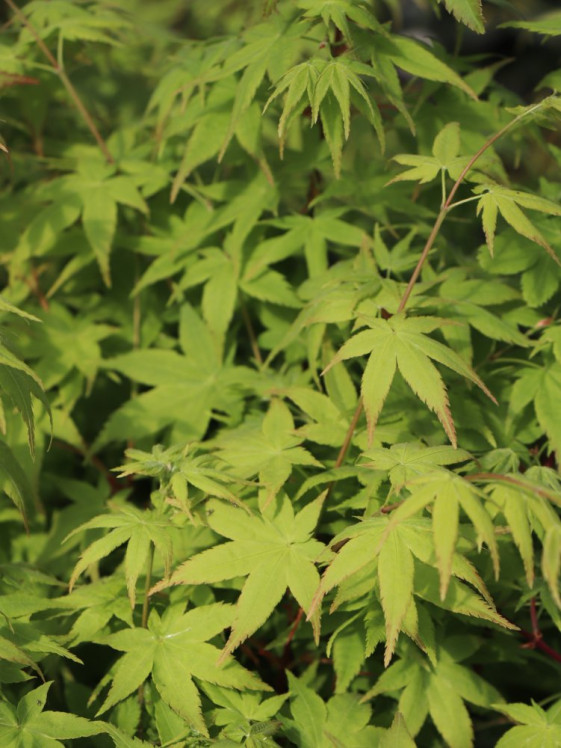 detail Javor dlanitolistý 'Aureus'