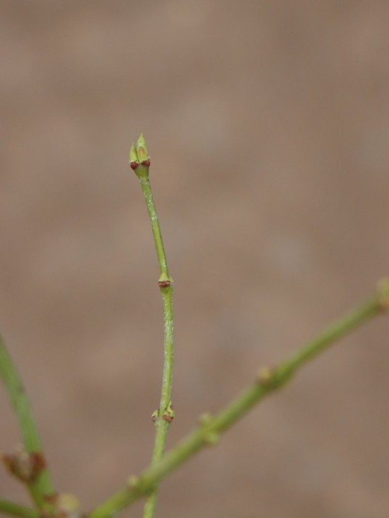 detail Javor dlanitolistý ´'iss. Rubrifolium'