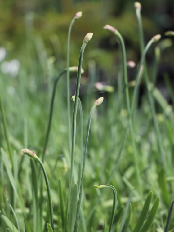 detail Česnek okrasný ´Lavender Bubbles´