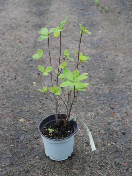 detail Azalka 'Feuerwerk'