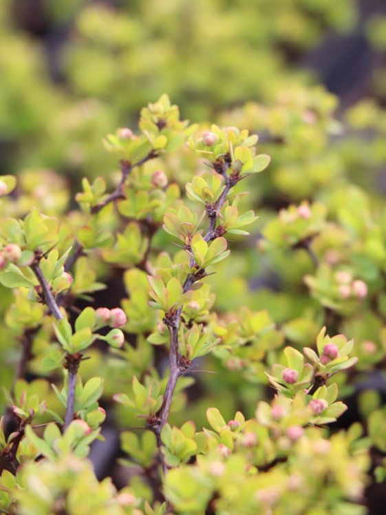 detail Dřišťál Thunbergův 'Goldalita'