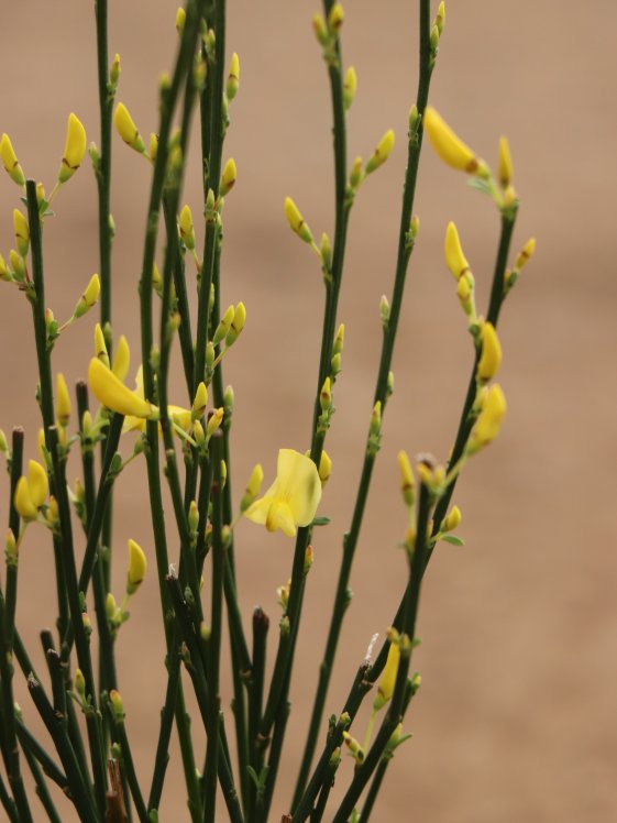 detail Čilimník časný ´Allgold´