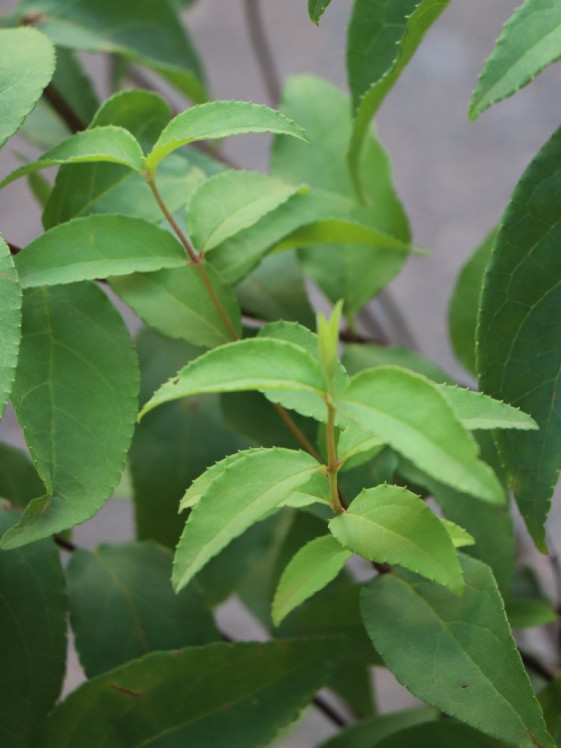 detail Trojpuk 'Pink Pom Pom'