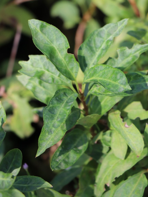 detail Zlatice prostřední 'Minigold'