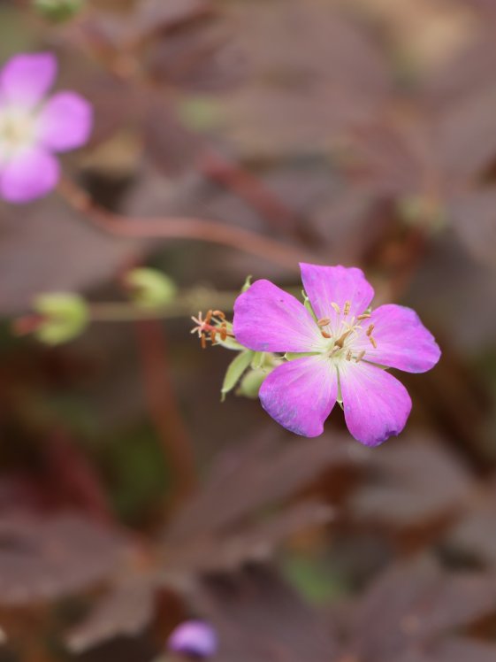 detail Kakost 'Stormy Night'