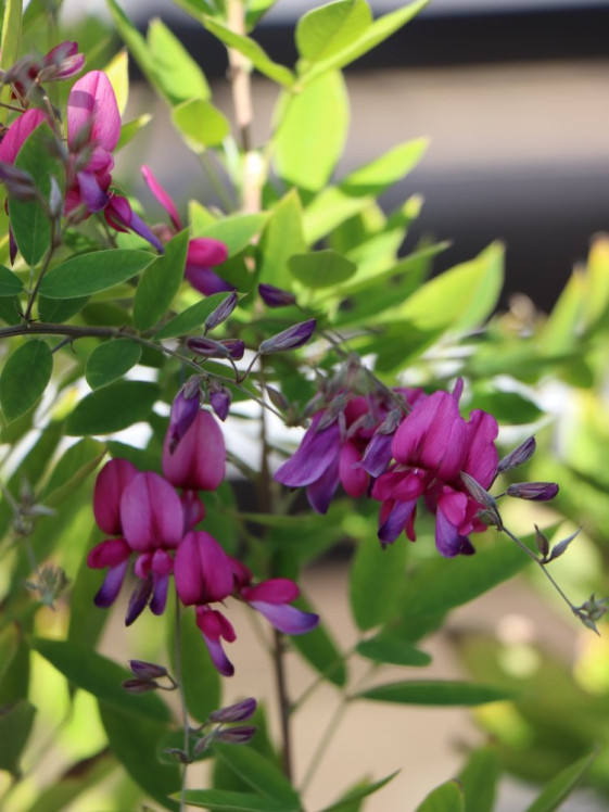 detail Lespedézie Thunbergova