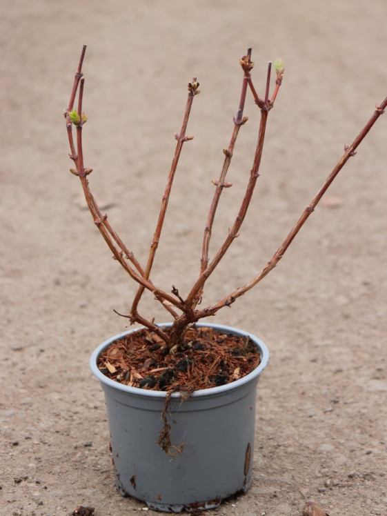 detail Zimolez kamčatský 'Průhonický letní'