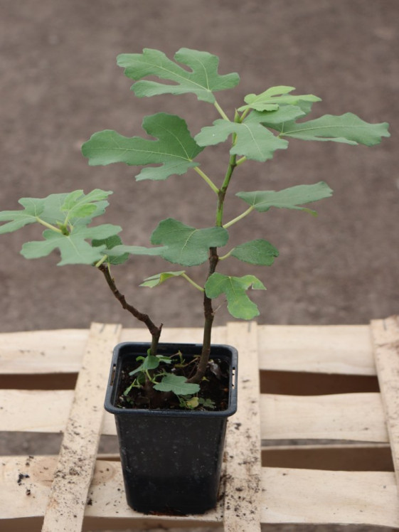 detail Fíkovník smokvoň 'Francuesco'