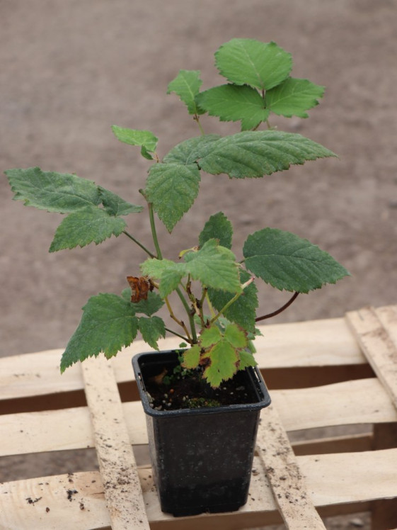 detail Ostružiník 'Čačanská beztrnná'®