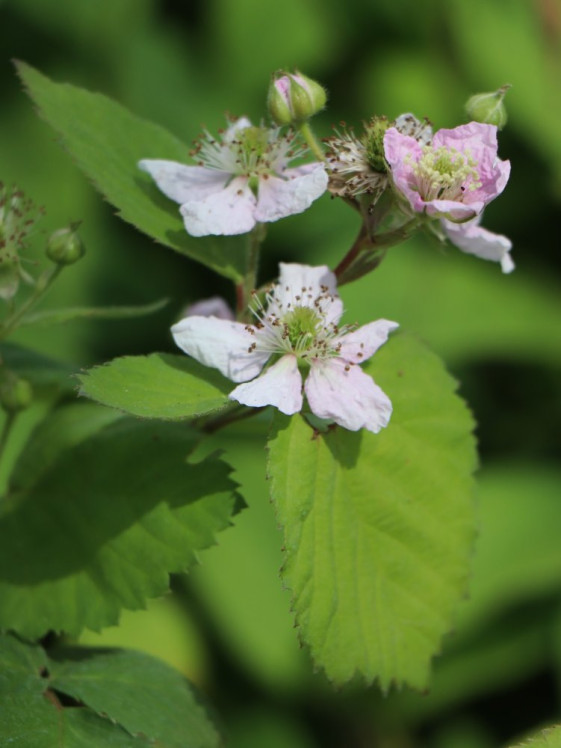 detail Ostružiník 'Dirksen' - beztrnný