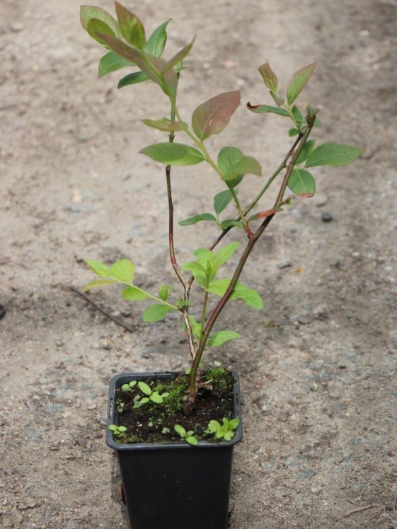 detail Kanadská borůvka 'Darrow' - středně raná