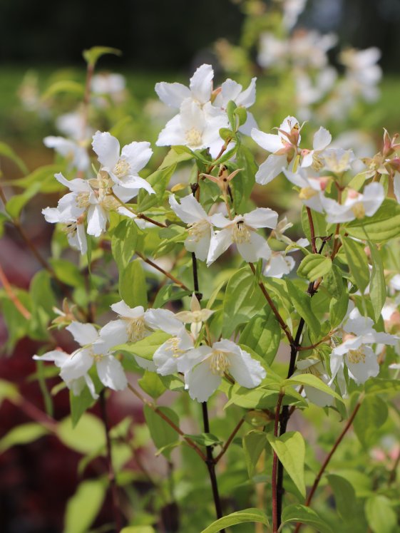 detail Pustoryl 'Belle Etoile'