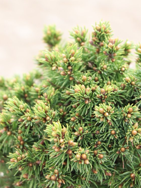 detail Smrk sivý 'Jalako Gold'