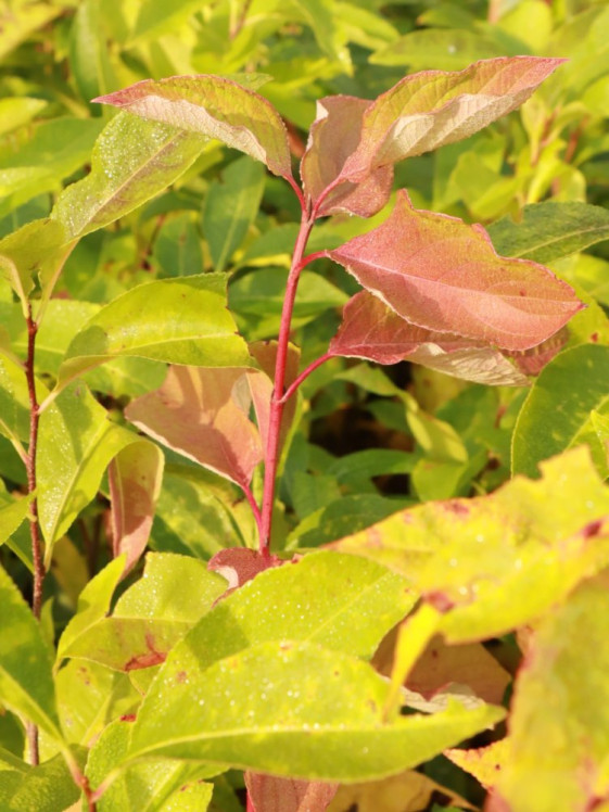 detail Střemcha pozdní