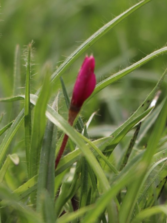 detail Rhodohypoxis mil. 'Claudia'