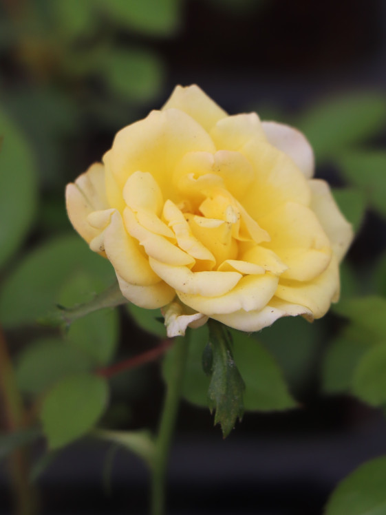 detail Růže půdopokryvná 'Fairy Gold'