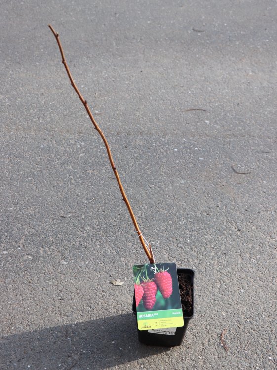 detail Malina kontejnerovaná 'Husaria'®