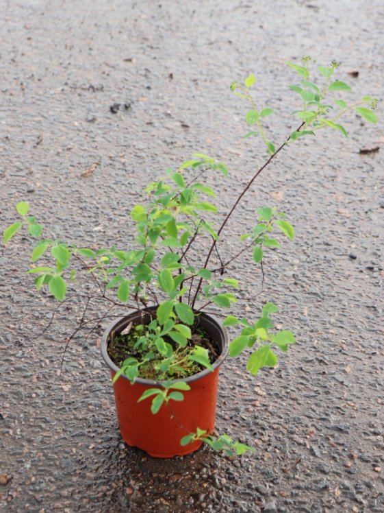 detail Tavolník van Houtteův