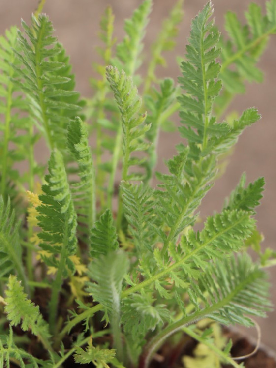 detail Řebříček tužebníkovitý var. Cloth of Gold