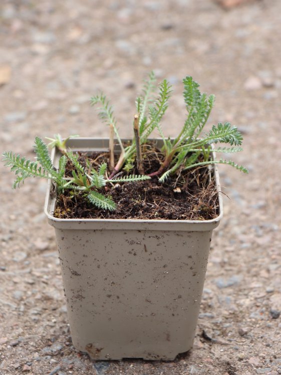 detail Řebříček 'Safran'