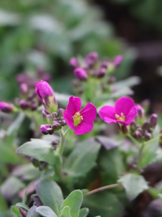 detail Huseník 'Little Treasure Deep Rose'