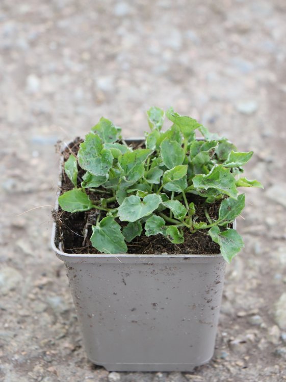 detail Zvonek Poscharkův