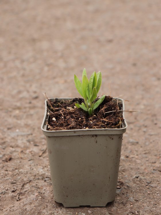 detail Plamének celolistý ´Blue Ribbons´