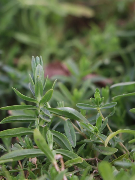 detail Hvozdík kropenatý 'Arctic Fire'