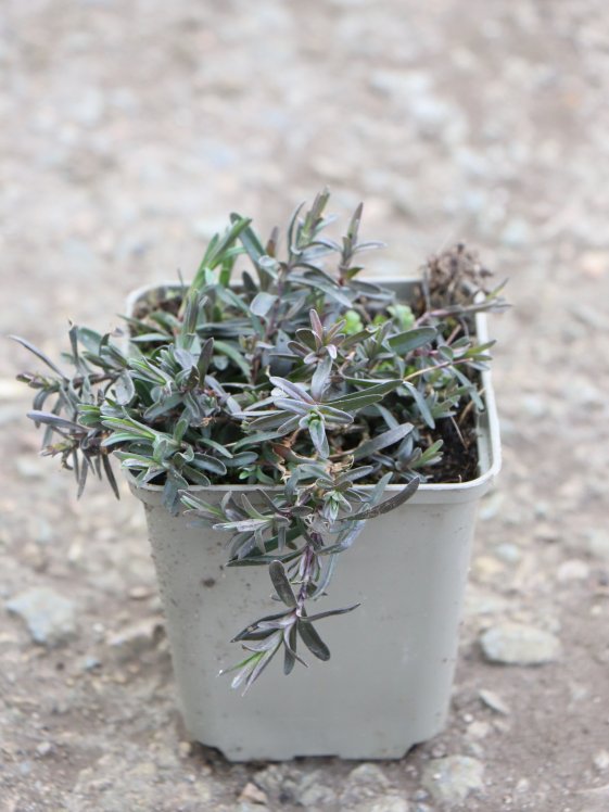 detail Hvozdík kropenatý ´Brillant´