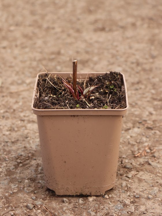 detail Třapatkovka´Sensation Wild Romance´