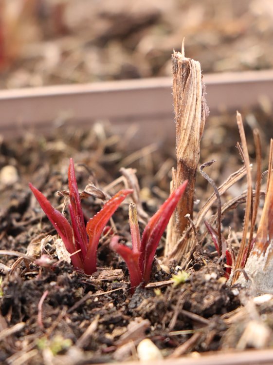 detail Třapatkovka´Sensation Wild Romance´