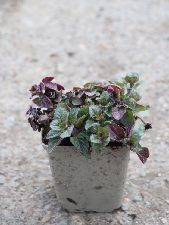 detail Oregano (Dobromysl) ´Rosenkuppel´