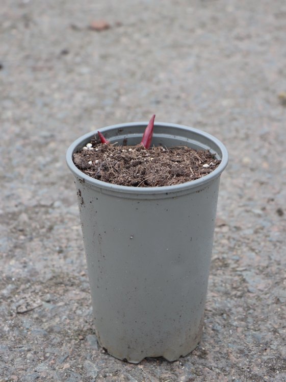 detail Pivoňka bylinná ´Festiva Maxima´